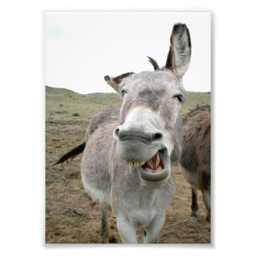 Donkey Grin Photo Print | Zazzle