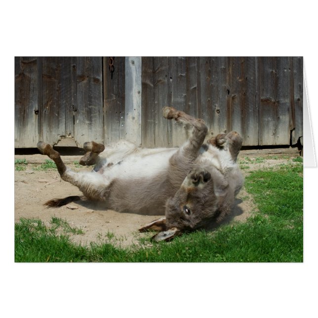 Donkey Having A Bath Cards (Front Horizontal)