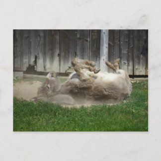 Donkey Having A Bath Postcard