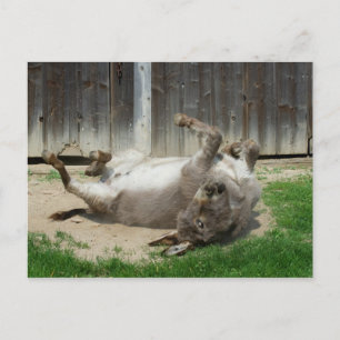 Donkey Having A Bath Postcard