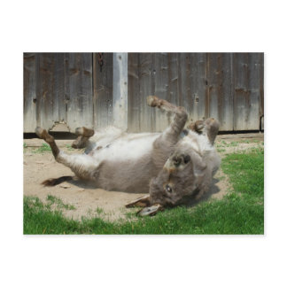 Donkey Having A Bath Postcard