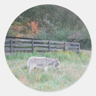 Donkey in a Fall Autumn Field. Classic Round Sticker