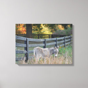 Donkey in an Autumn Field Canvas Print