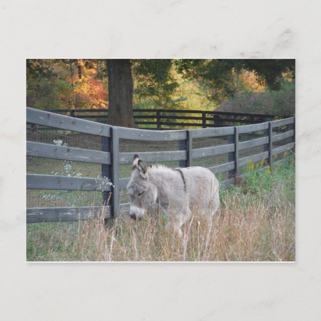 Donkey in an Autumn Field Postcard (Front)