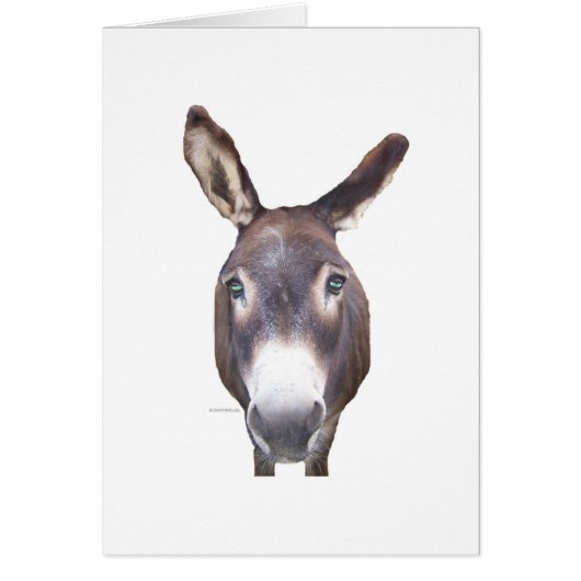 Donkey In Your Face Cards (Front)