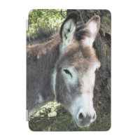 DONKEY