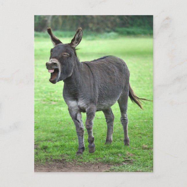 Donkey Laugh Postcard (Front)