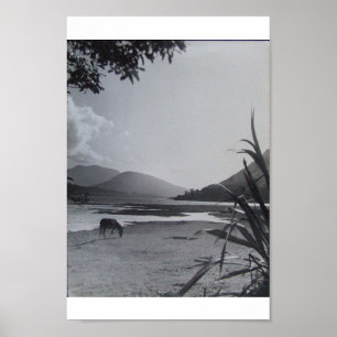 Donkey on Shoreline, 1960's Achill Island Ireland Poster