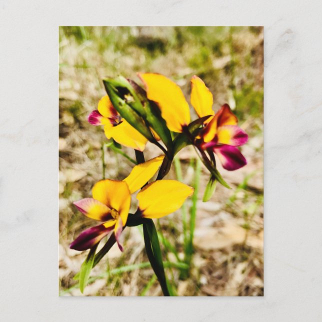 Donkey Orchids Postcard (Front)