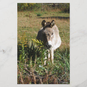 Donkey Picking Yellow Autumn Wildflowers Stationery