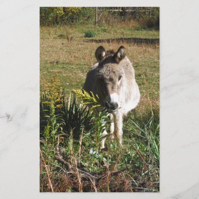 Donkey Picking Yellow Autumn Wildflowers Stationery (Front)