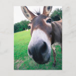Donkey Postcard at Zazzle