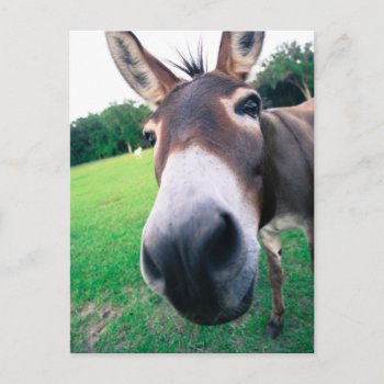 Donkey Postcard by TRowanDesign at Zazzle