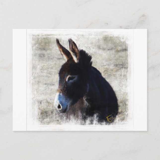 Donkey Postcard (Front)