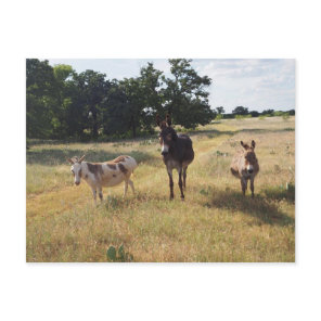 Donkey postcard