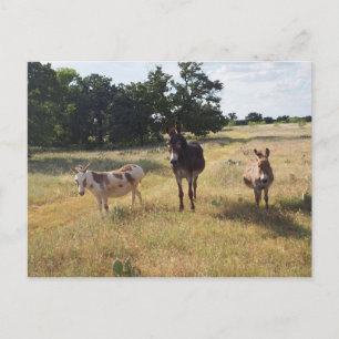 Donkey postcard