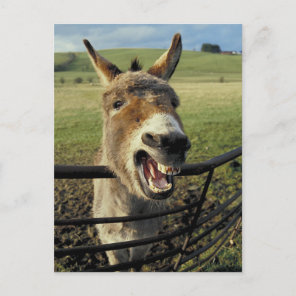 Donkey Postcard
