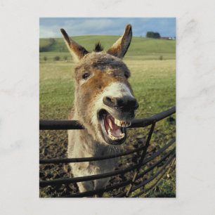 Donkey Postcard