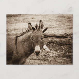 Donkey Postcard