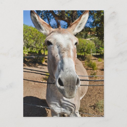 Donkey Postcard