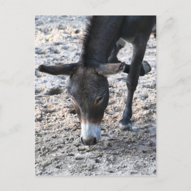 Donkey Postcard (Front)