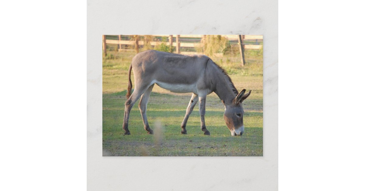 Donkey Postcard | Zazzle