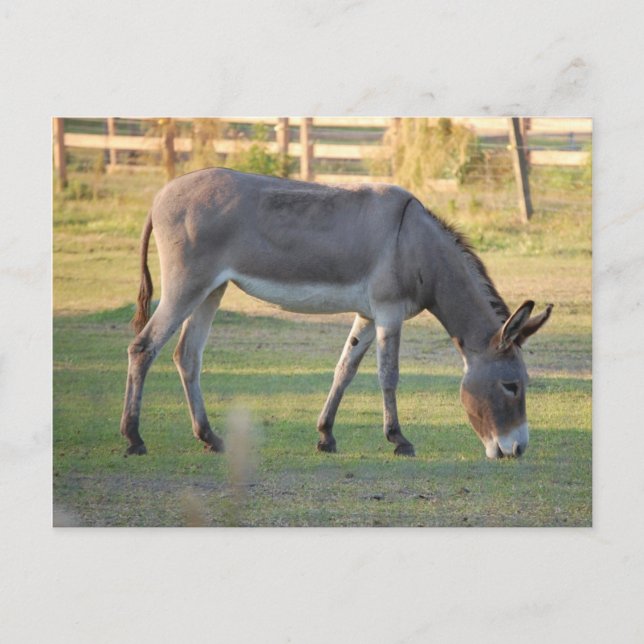 Donkey Postcard (Front)