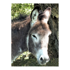 DONKEY POSTER