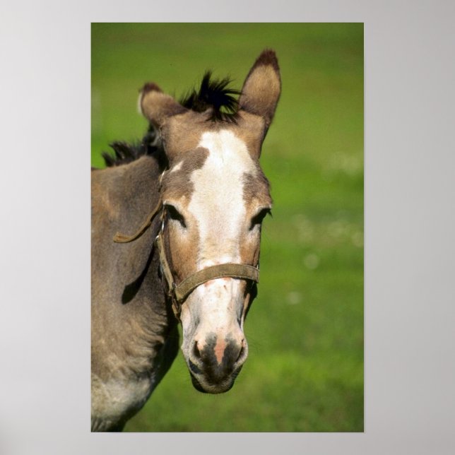 Donkey Poster (Front)