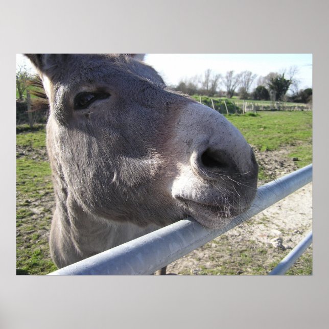 Donkey Poster (Front)