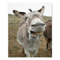 Donkey Silly Face