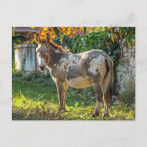 Donkey Spotted Postcard 