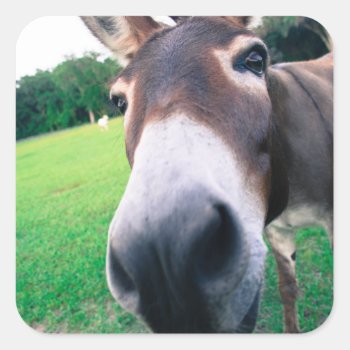 Donkey Square Sticker by TRowanDesign at Zazzle
