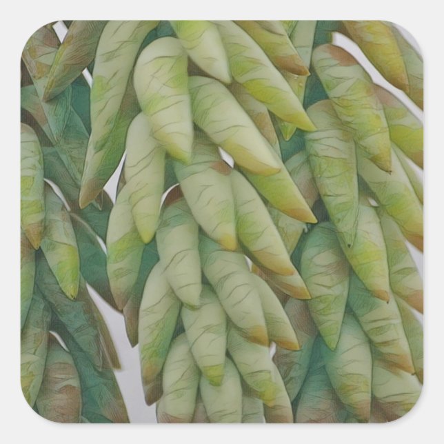 Donkey Tail Succulent Square Sticker (Front)