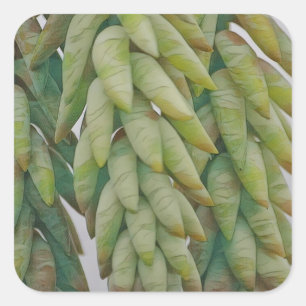 Donkey Tail Succulent Square Sticker
