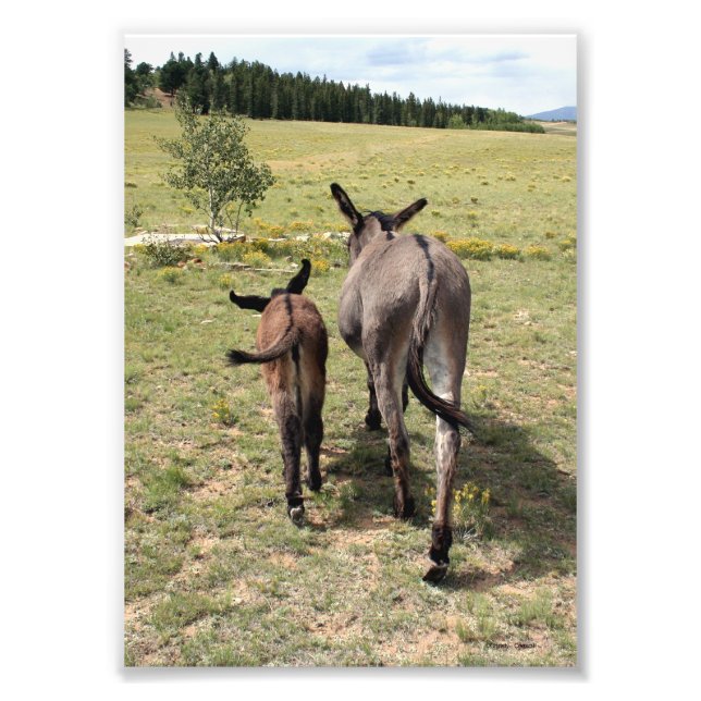 Donkey "Tales" Photo Print (Front)
