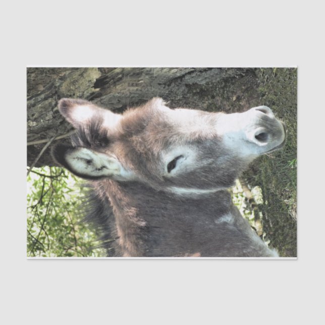 DONKEY TISSUE PAPER (Front)