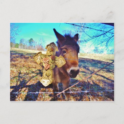 Donkey with Rose Cross Postcard