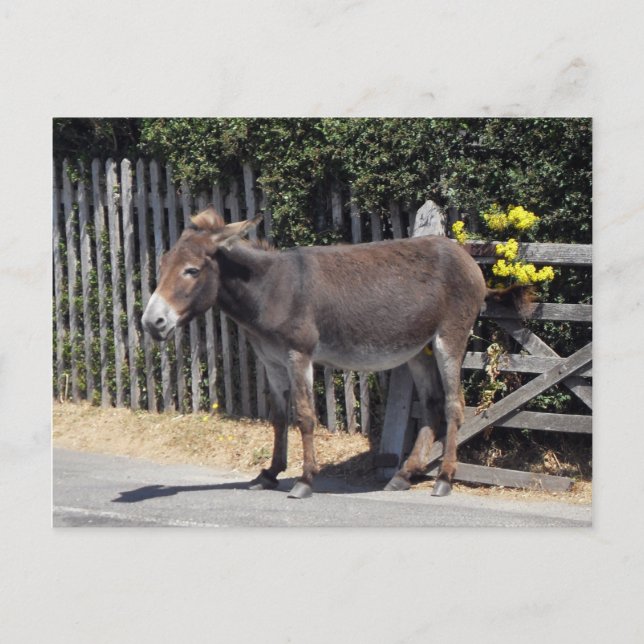 Donkey with Yellow Flowers Postcard (Front)