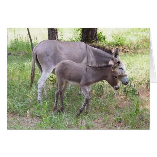 Donkey Zonkey Card (Front Horizontal)