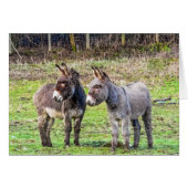 Donkeys (Front Horizontal)