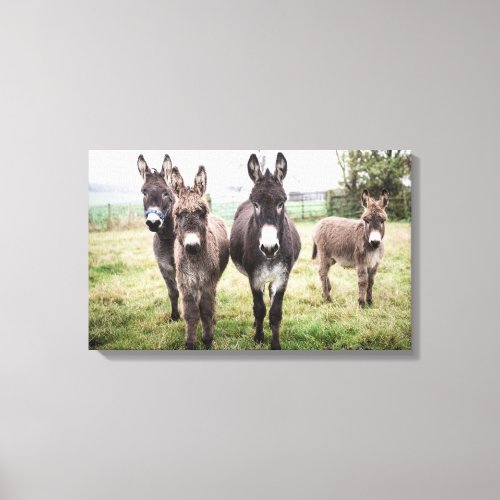 Donkeys Canvas Print