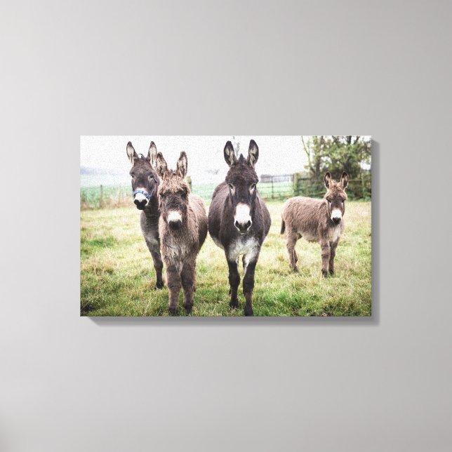 Donkeys Canvas Print (Front)