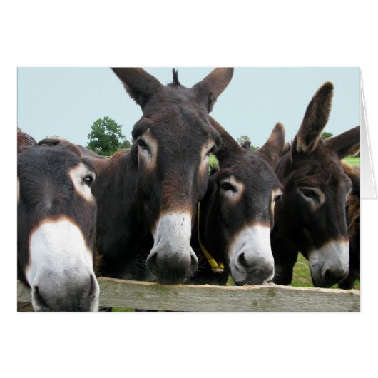 Donkeys Cards (Front Horizontal)