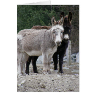 Donkeys Cards
