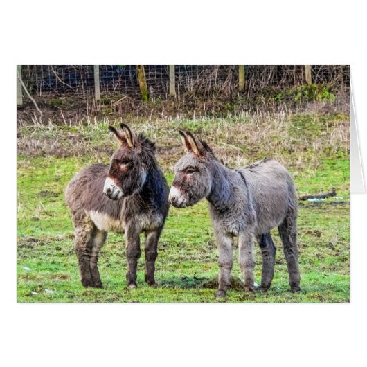 Donkeys Cards (Front Horizontal)