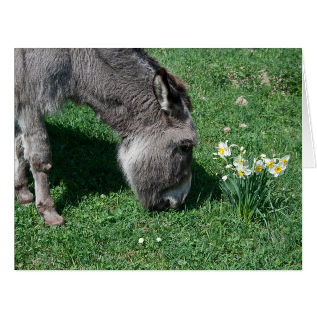 Donkeys Don't Eat Wild Daffodils Cards (Front Horizontal)