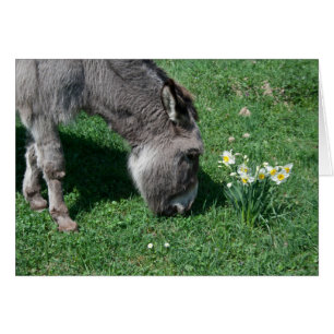 Donkeys Don't Eat Wild Daffodils Cards