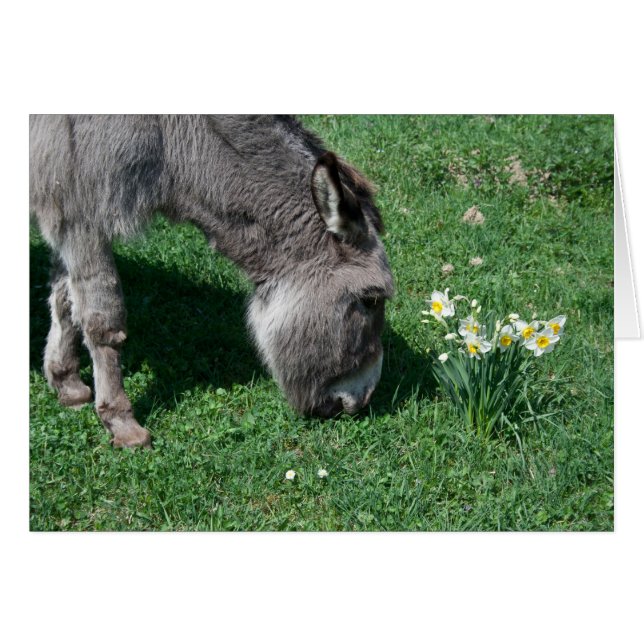 Donkeys Don't Eat Wild Daffodils Cards (Front Horizontal)