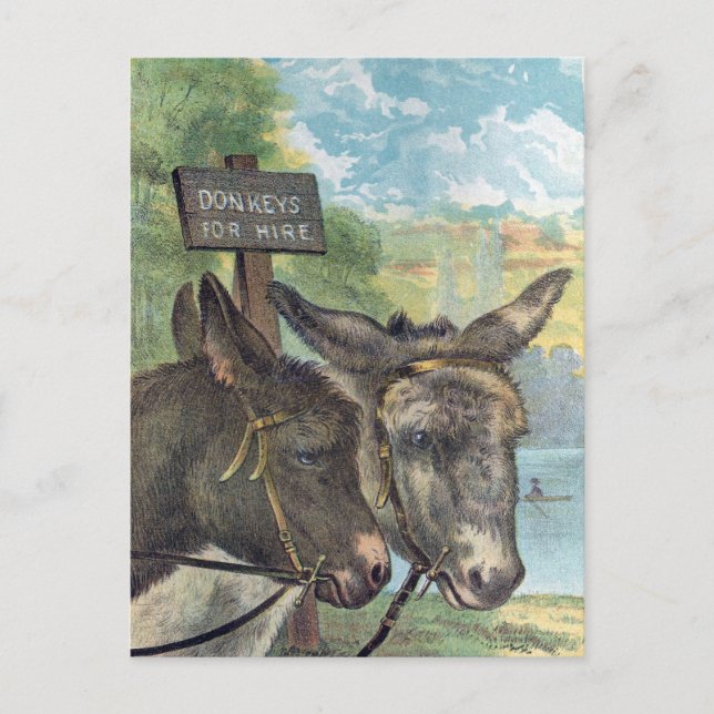Donkeys For Hire Postcard (Front)